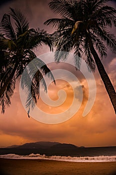 Silhouette of palm tree at beautiful tropical sunset