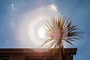 Silhouette of a palm tree and a house rood against clear blue sky and sun flare. Summer time travel concept, Warm holiday theme