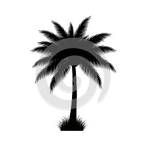 Palm Tree Icon Logo Vector Illustration Isolated on White Background