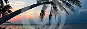 Silhouette of palm tree lush foliage leaning over beach during idyllic bright colourful sunset