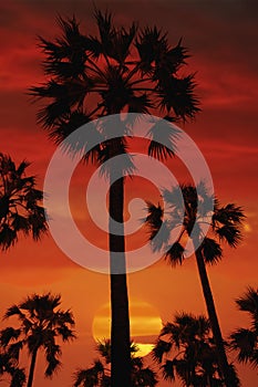 Silhouette of palm tree over sunset sky