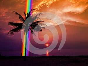 Silhouette palm tree rainbow in back sunset sky in the sea