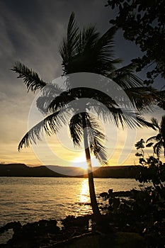 Silhouette of palm tree at sunrise, Las Galeras beach