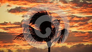 Silhouette of Palm Tree with Sunset Background