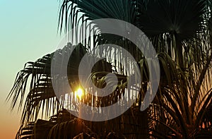 Silhouette of palm tree with sunset light in the garden Tropical leaves background