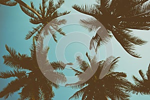 Silhouette palm tree with vintage filter (background)