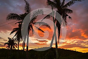 Silhouette of palm trees against a beautiful sunset over Cebu, Philippines