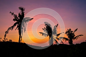 Silhouette of palm trees against a beautiful sunset over Cebu, Philippines