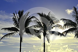 Silhouette of palm trees against a blue sky with clouds