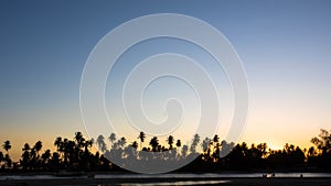 Silhouette of Palm Trees Against Clear Sunset Sky