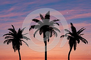 Silhouette of Palm Trees Against a Vibrant Sunset Sky