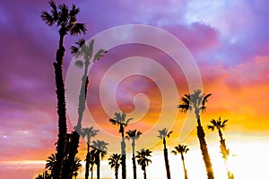 Silhouette of palm trees on beach at sunset - Travel and landscape concept
