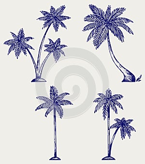 Silhouette of palm trees