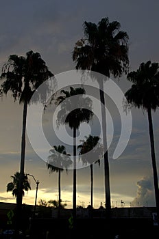 Silhouette of palm trees at dusk