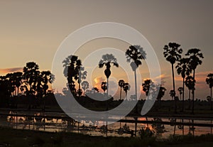 Silhouette of palm trees in flooded rice field