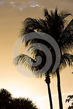 silhouette of palm trees, Florida, USA