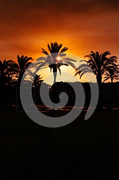 Silhouette of palm trees with a golden sunset in the backdrop.