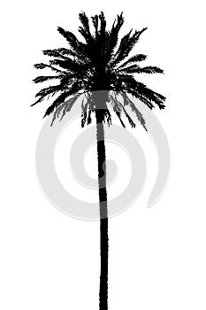 Silhouette of palm trees realistic vector illustration