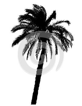 Silhouette of palm trees realistic vector illustration