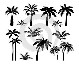 Silhouette palm trees. Set tropical black jungle plants. Black leaves and coconut jungle tree