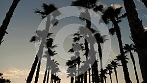 Silhouette palm trees in street at sunset. Summer tropical beach concept.