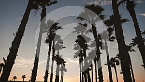 Silhouette palm trees in street at sunset. Summer tropical beach concept.