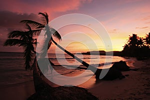 Silhouette of palm trees at sunrise, Las Galeras beach photo