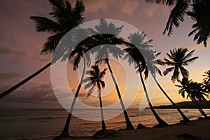 Silhouette of palm trees at sunrise, Las Galeras beach photo
