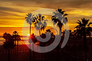 Silhouette of Palm trees at sunset
