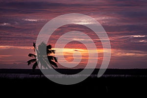 Silhouette of palm trees during sunset. Clouds of pink colors in the sky