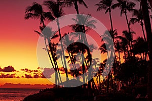 Silhouette of palm trees on sunset sky background