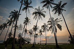 Palm trees at sunset