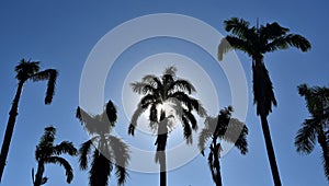 Palm tree with blue sky background