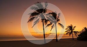 Silhouette Palm Trees on Tropical Beach at Sunset