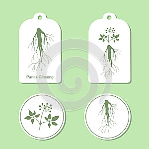 Silhouette of panax ginseng with leaves and root. Vector Illustration. Health and Nature Set of Tags and Labels