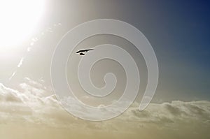 Silhouette of paraglider in air photo