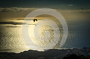 A silhouette of paraglider over an evening sea
