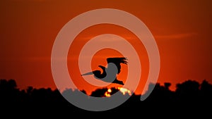 Silhouette of pelican flying over water in the sunset. Danube Delta Romanian wild life bird watching