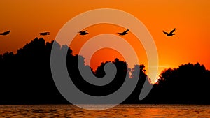 Silhouette of pelican flying over water in the sunset. Danube Delta Romanian wild life bird watching