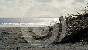 Silhouette of people walking on Irish beach in early Spring