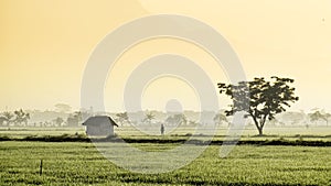 Silhouette of people walking in the middle of vast rice field