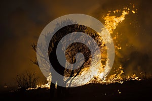 silhouette of a person against a lone tree fire