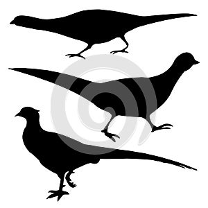 Silhouette of the pheasant