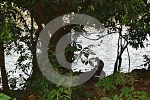 Silhouette photo of a monkey sitting in the bank of river