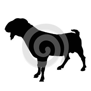 Silhouette of photograph of Java goat