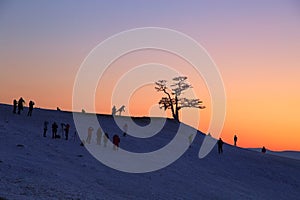 Silhouette of photographers taking picture under big tree in sunset at Lake Baikal, Olkhon island, Siberia in Russia. Winter time