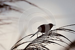 Silhouette picture of Yellow-bellied Prinia