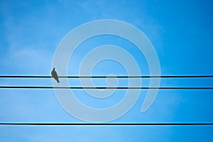 Silhouette pigeon on electric wire