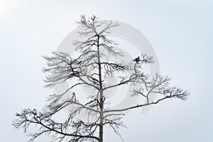 silhouette of a pigeon sitting on top of a pine tree