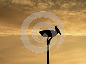 Silhouette of a pigeon standing on a street lamp in the morning at sunrise